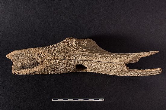 A well preserved antler T-axe, after conservation